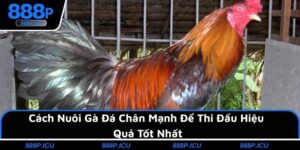 Cách Nuôi Gà Đá Chân Mạnh Để Thi Đấu Hiệu Quả Tốt Nhất