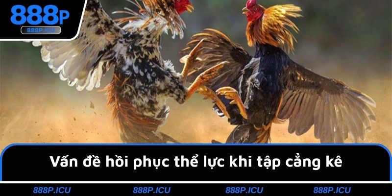 Vấn đề hồi phục thể lực khi tập cẳng kê